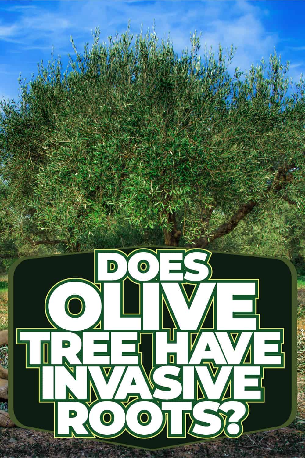 Does Olive Tree Have Invasive Roots?