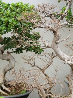 Dry bonsai in the garden, How To Tell If A Bonsai Tree Is Dead