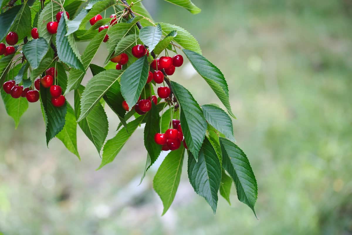 Dwarf cherry fruit, red ripe little dwarf cherries on the cherry fruit tree branch