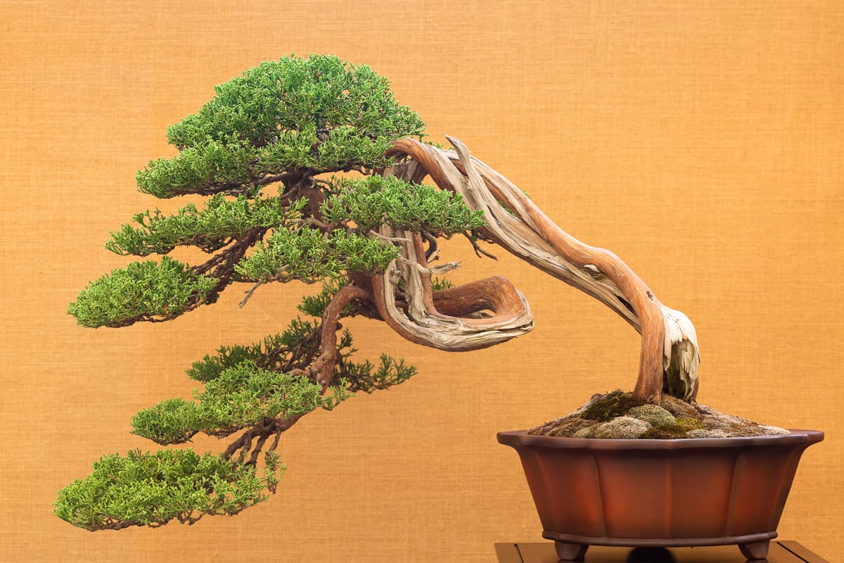 Elegant Japanese bonsai placed on an antique yellow fabric background.