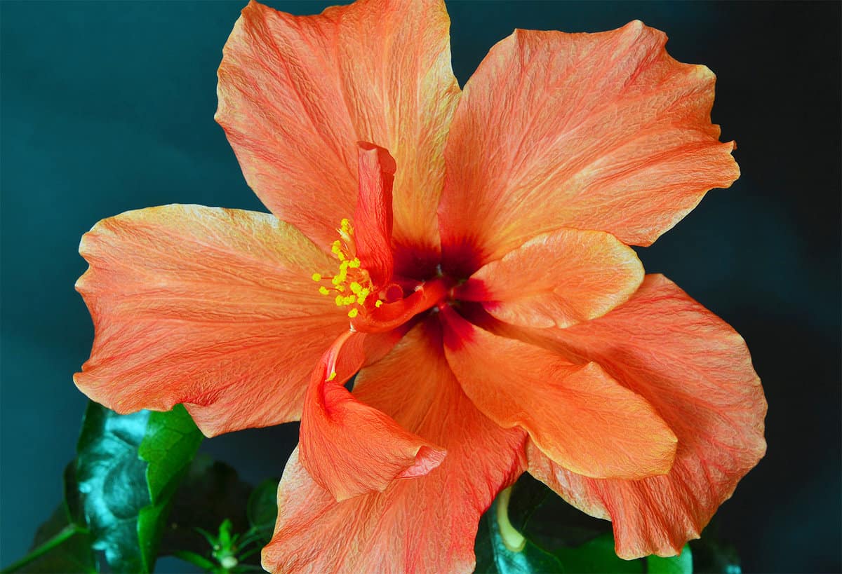 Empire hibiscus flower