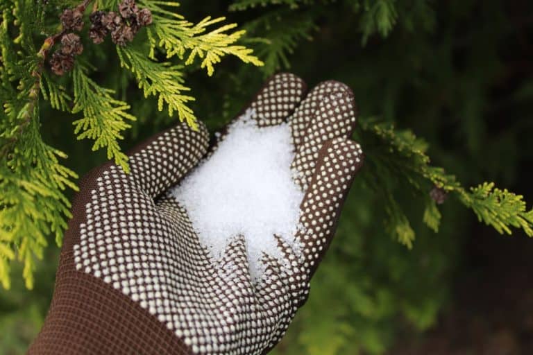 Epsom salt in a hand with gloves, When To Apply Epsom Salt To Lawn [And How To]