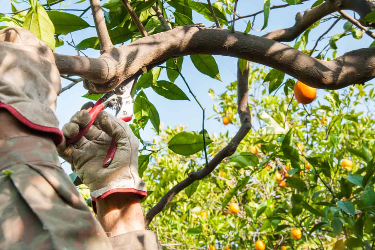 Farmer pruning orange trees with shears after harvest time