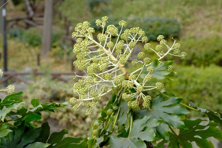 Fatsia japonica in full blooming, Outdoor Fatsia Japonica New Leaves Turning Brown - What To Do?