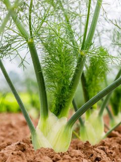 Fennel Bulb in garden bed, Annual fennel, Foeniculum vulgare azoricum, Can You Grow Fennel From Spice Seeds?