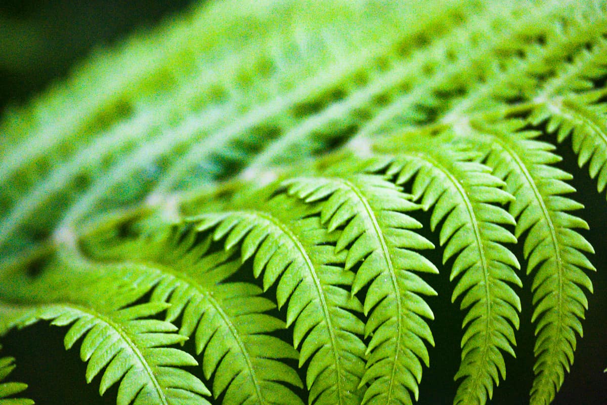 Single fern frond with in focus foreground and out of focus diminishing branches