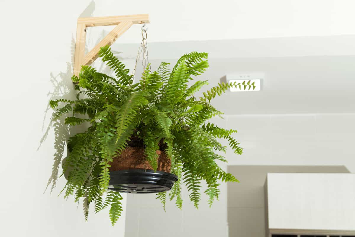 Fern hanging on the living room wall