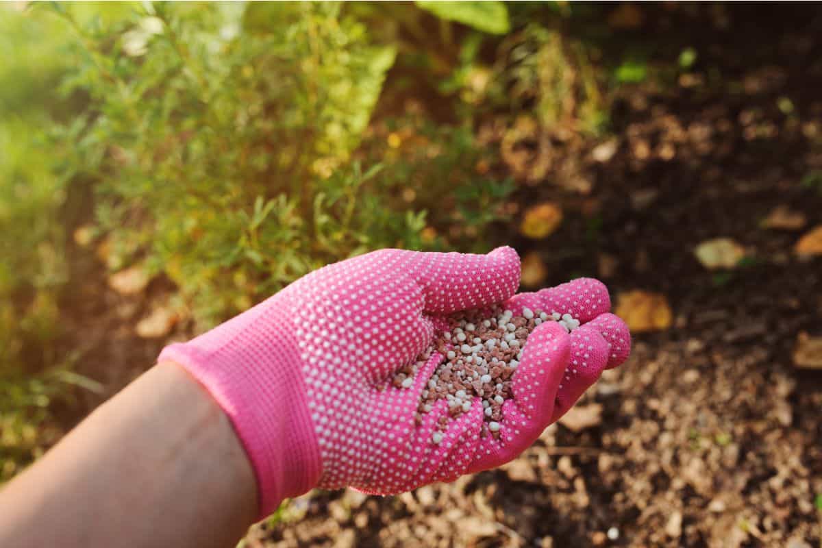 Woman wearing pink gloves and holding a handful of fertilizer for the garden