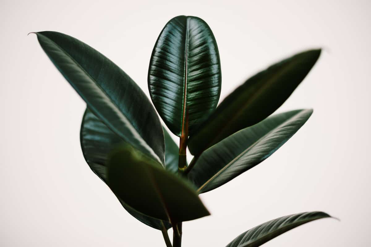Ficus elastica, the Rubber plant against a plain background, shallow depth of field.