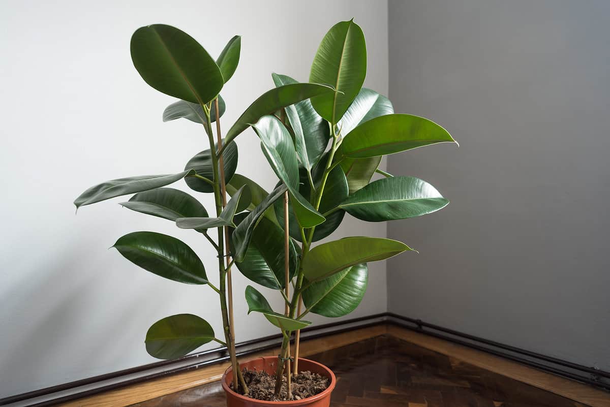 Ficus rubber houseplant