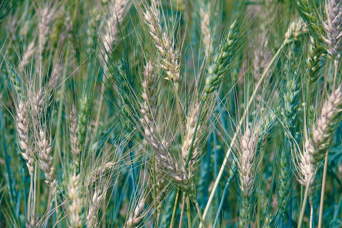 Field of Triticum aestivum L., Wheat crop