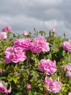 Field of blooming pink damask roses, 11 Types Of Roses For Pots In Full Sun