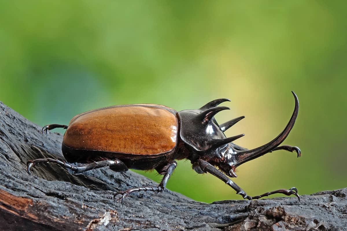 Five-horned rhinoceros beetle (Eupatorus gracilicornis) also known as Hercules beetles, Unicorn beetles, or Horn beetles. 