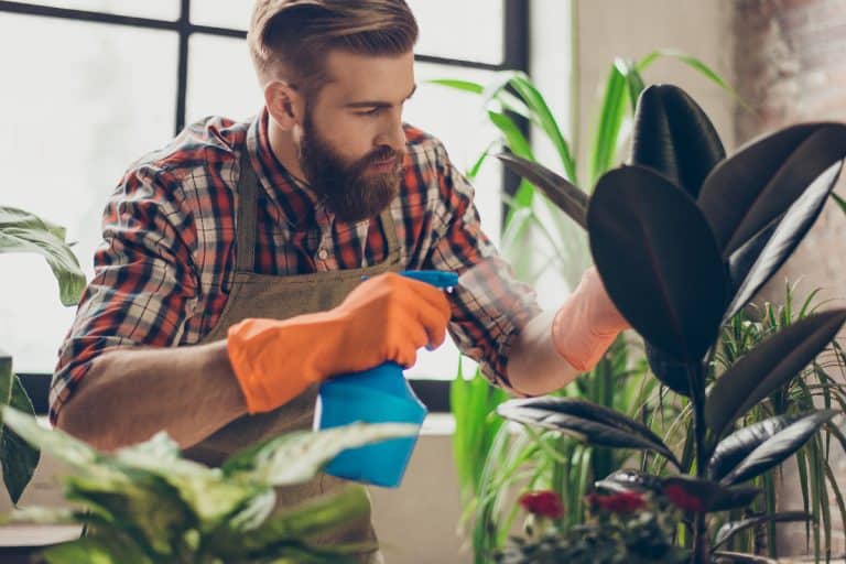 A florist with red beard spraying plants with water, Best Leaf Cleaner For Plants [And How To Use]