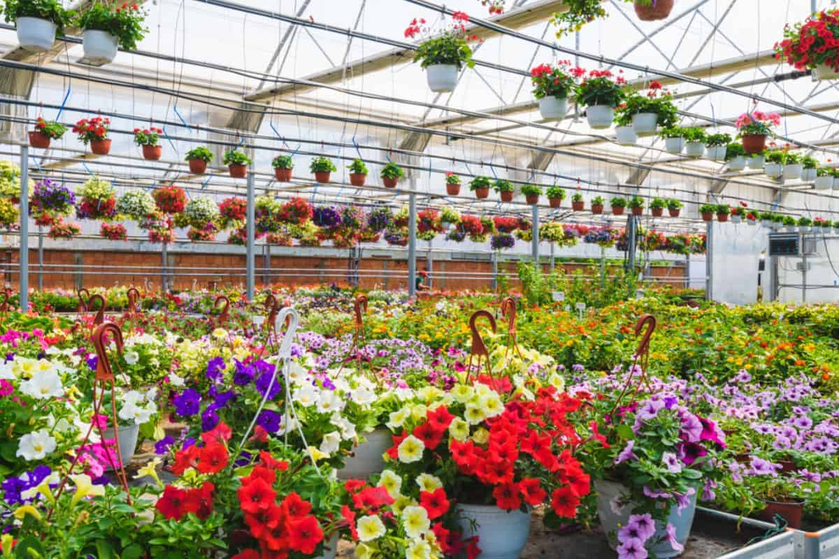 Flower-garden-interior-full-of-plants.-Plants-growing-in-modern-greenhouse.