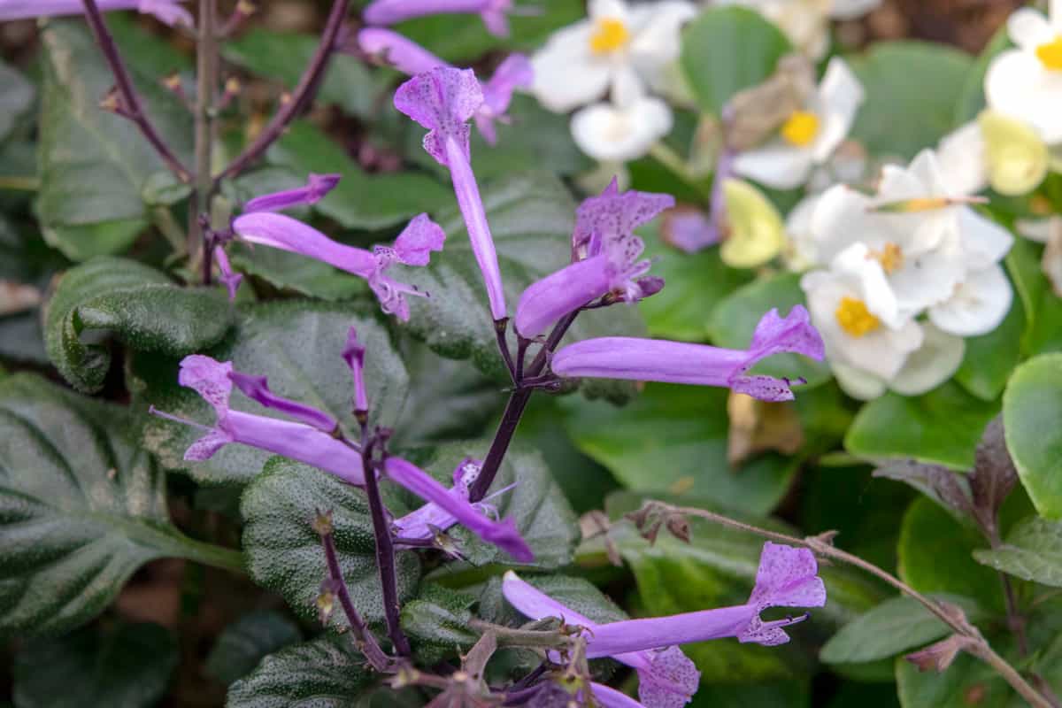 Flower of Plectranthus 'Mona Lavender' 