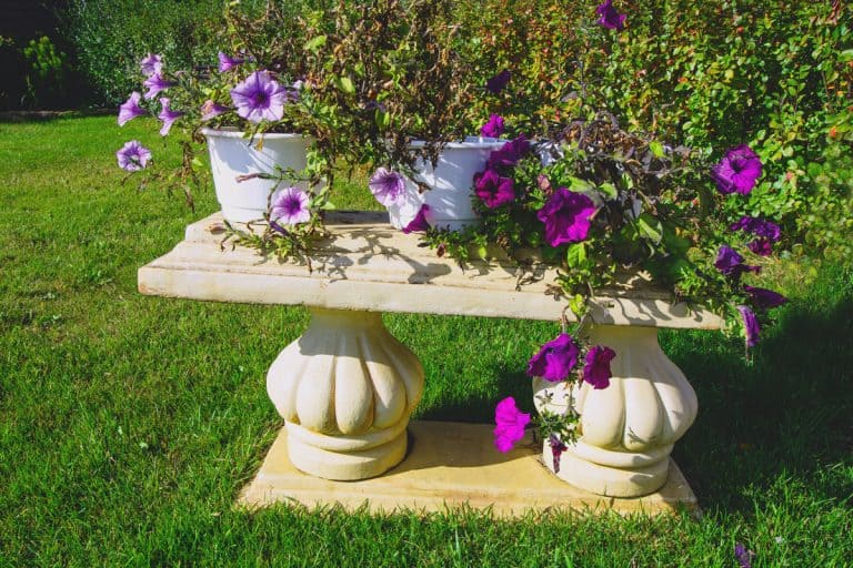 Flower pots on antique bench in the garden, How To Overwinter Morning Glory