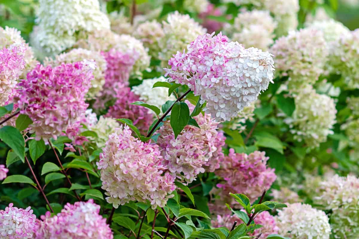 Flowering Hydrangea paniculata Vanille Fraise with pink and white blooms