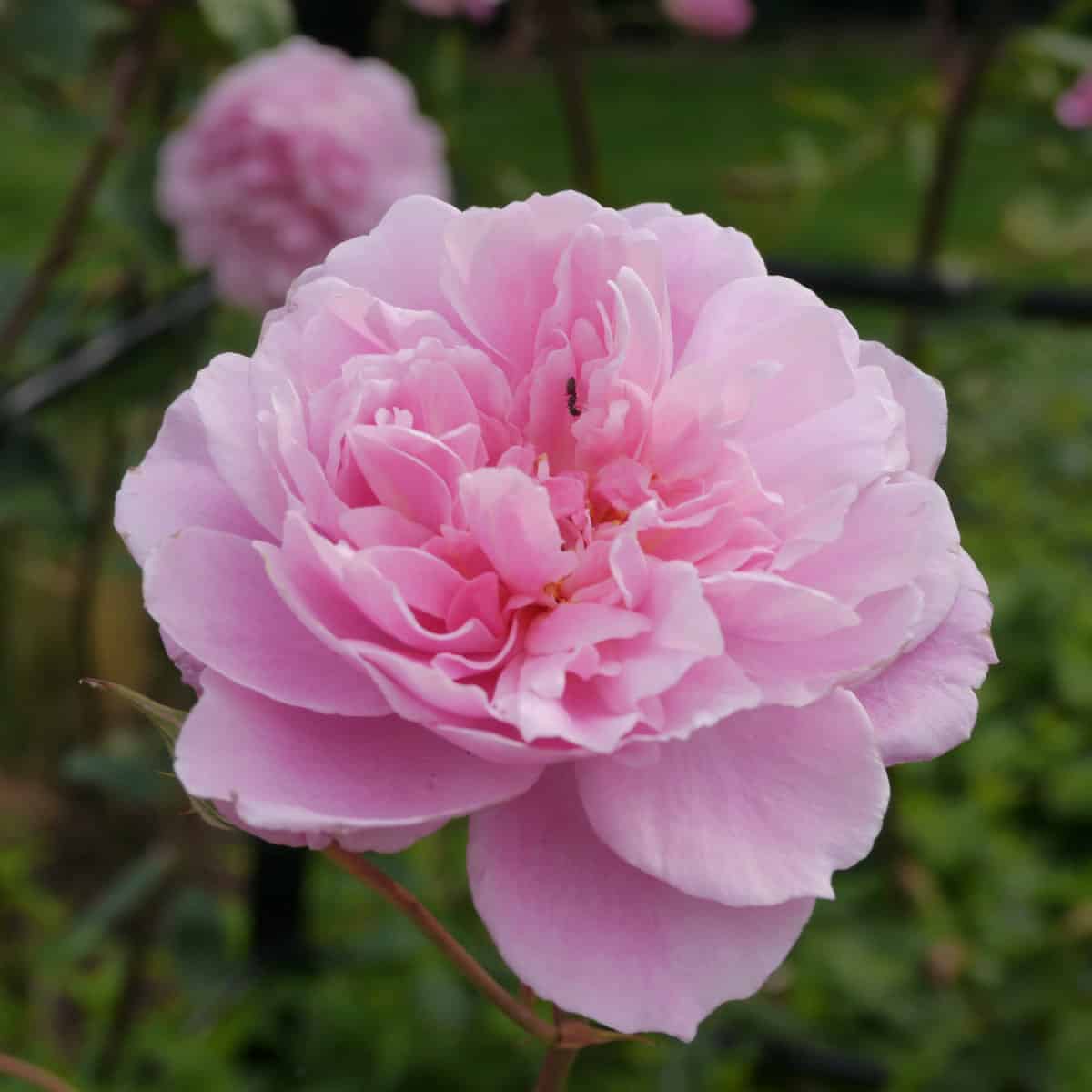 Flowering Pink English Rosa Mortimer Sackler Rose Bush