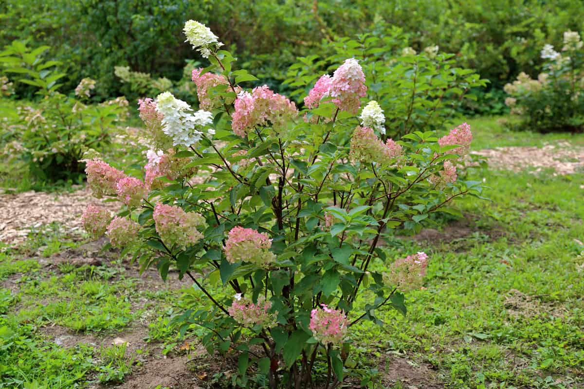 Flowering of the white and pink Hydrangea Paniculata in the city park