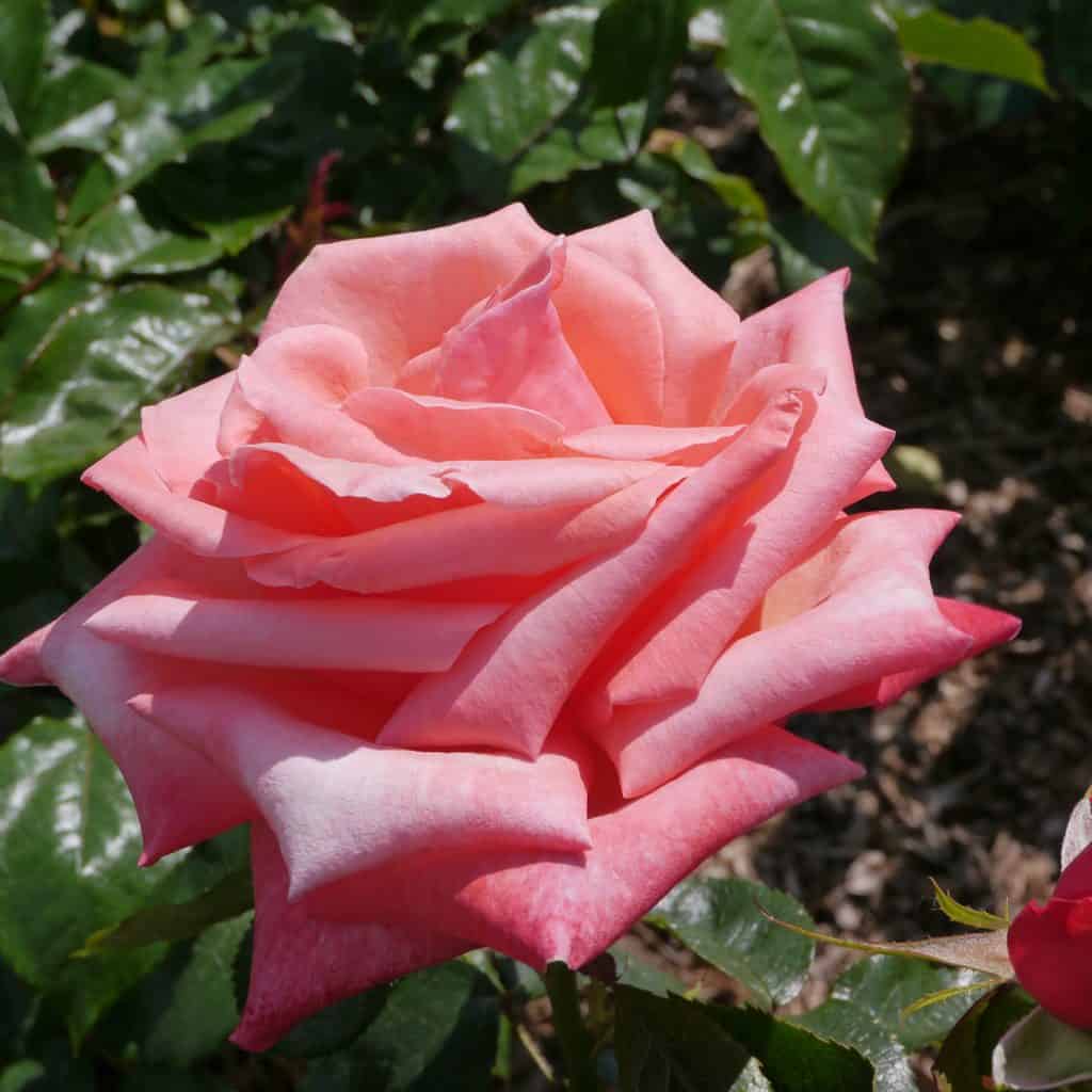Flowering pink English rosa silver Jubilee rose bush