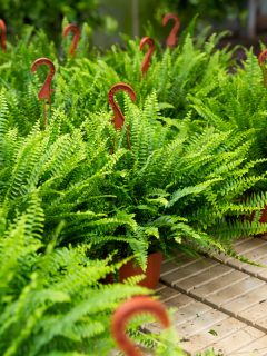 Flowering plants fern cultivated in modern orangery, Ferns For Pots In Full Sun Outdoors [11 Excellent Ideas For Your Landscaping]