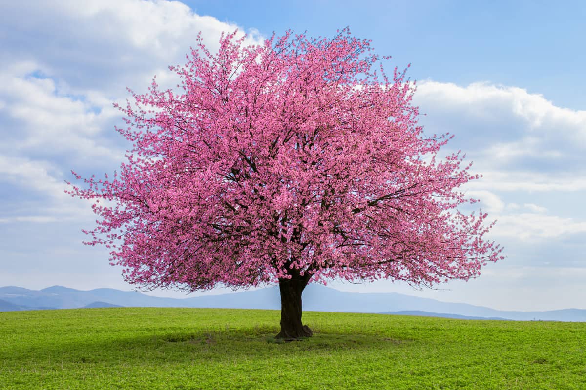 Flowering tree of Japanese sakura in spring.