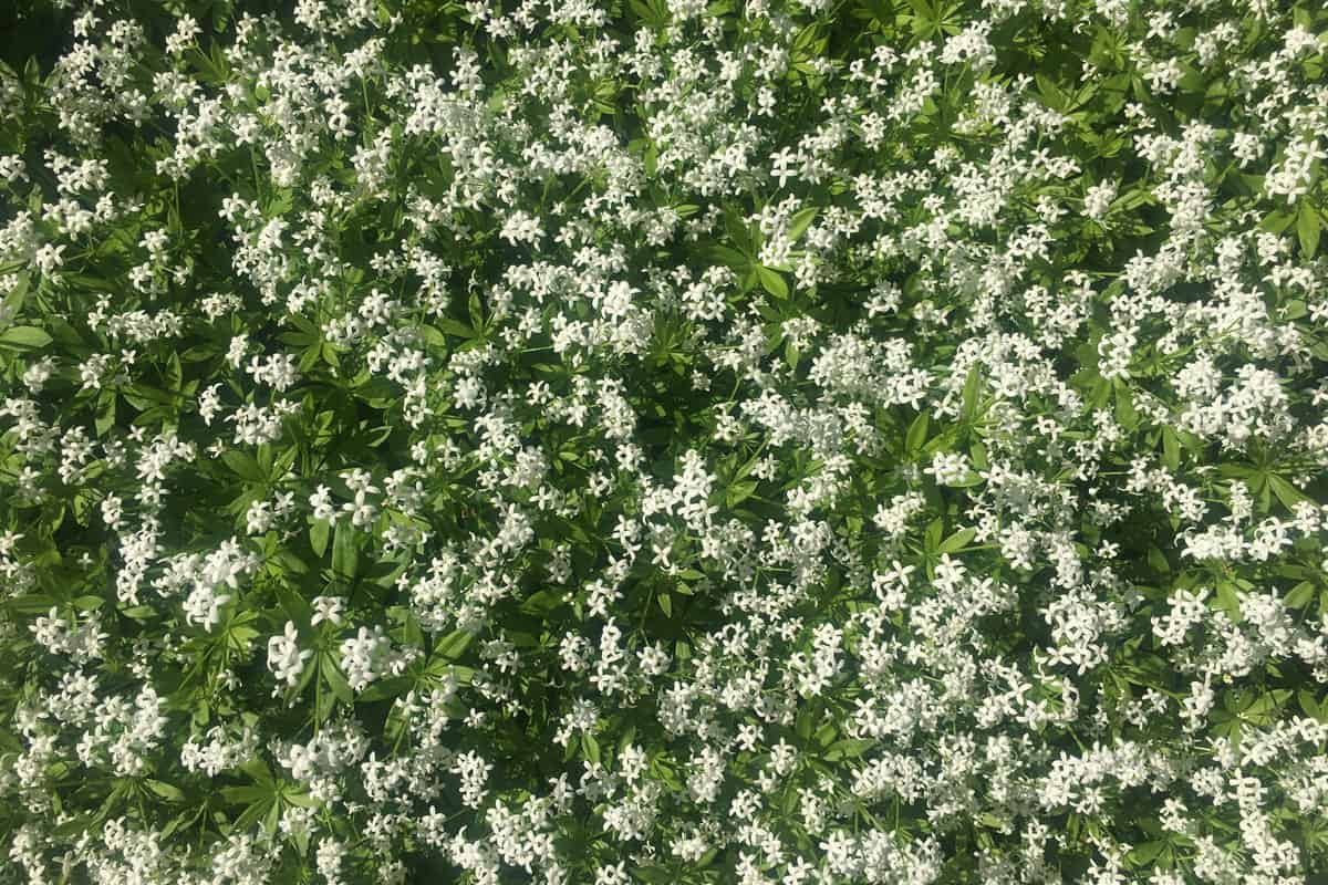 Flowering woodruff (Galium odoratum) somewhere in Denmark