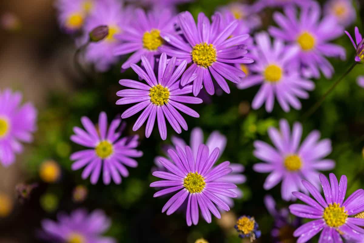 Flowers of Symphyotrichum novae-angliae, Commonly known as New England aster, hairy Michaelmas-daisy, or Michaelmas daisy