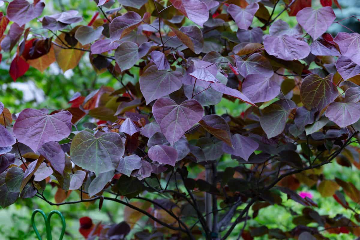 Forest pansy Eastern redbud With its purple heart shaped leaves is the focal point of this beautiful backyard.