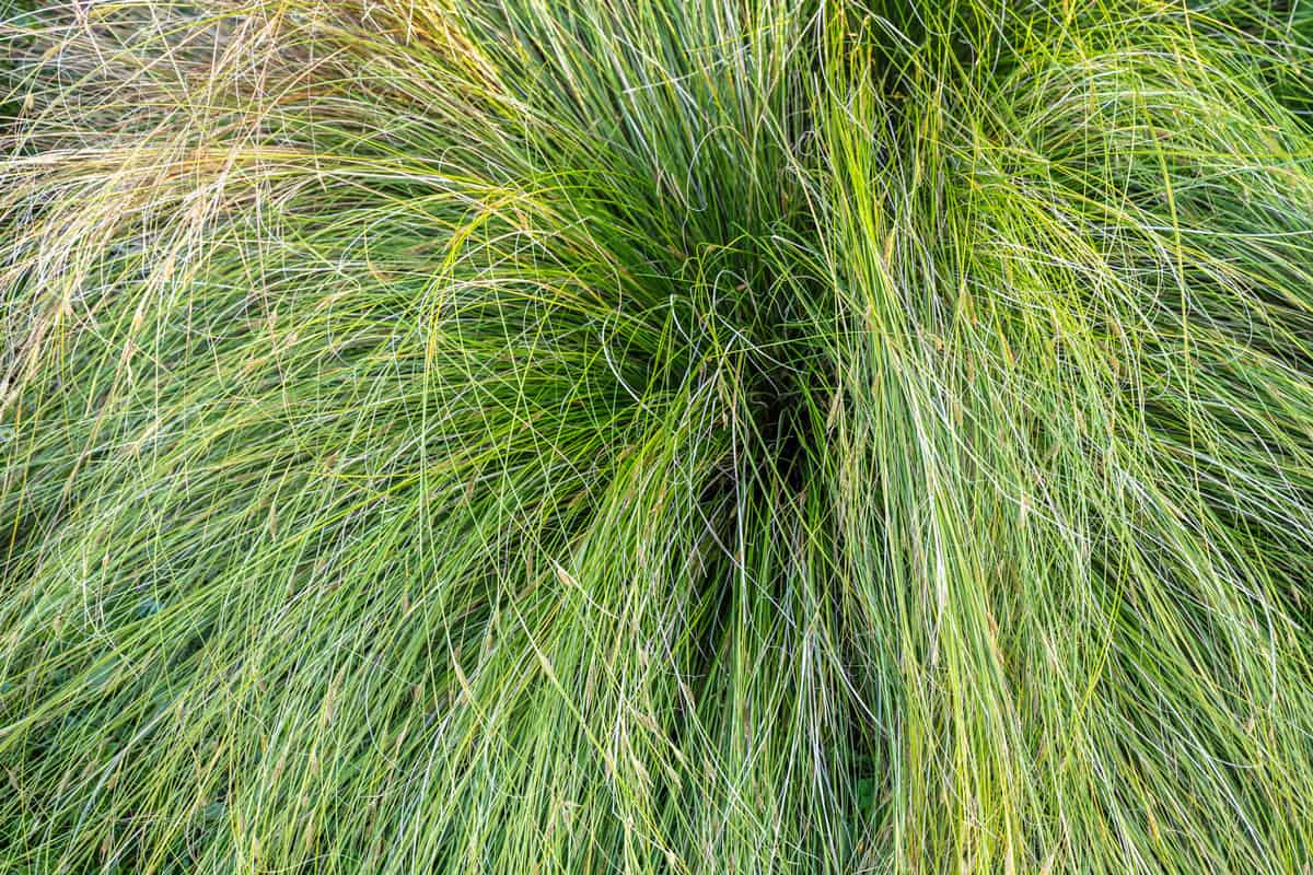 Fountain grass (Pennisetum) hairy long grass