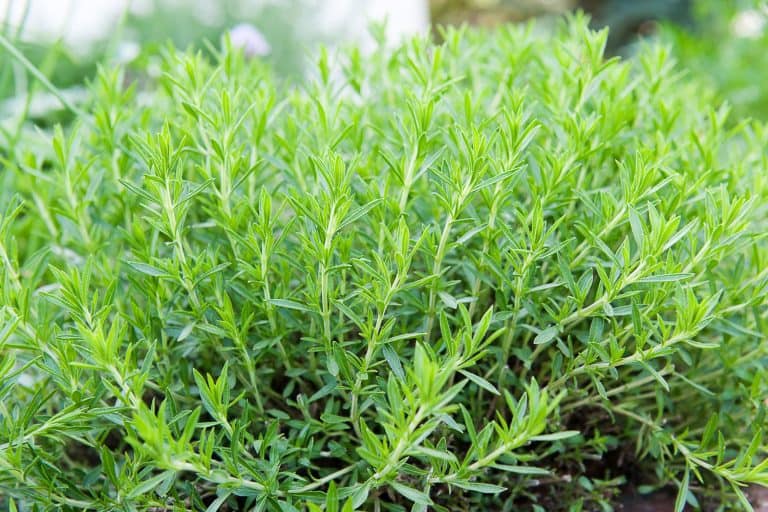 Fresh GREEN tarragon in a herb garden - Why Is My Tarragon Dying? [And What To Do]