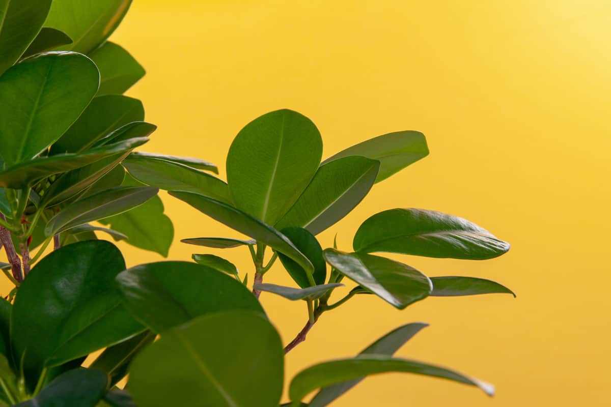 Fresh green juicy leaves isolated on a yellow background, close up. Homemade flower Ficus Elastica.