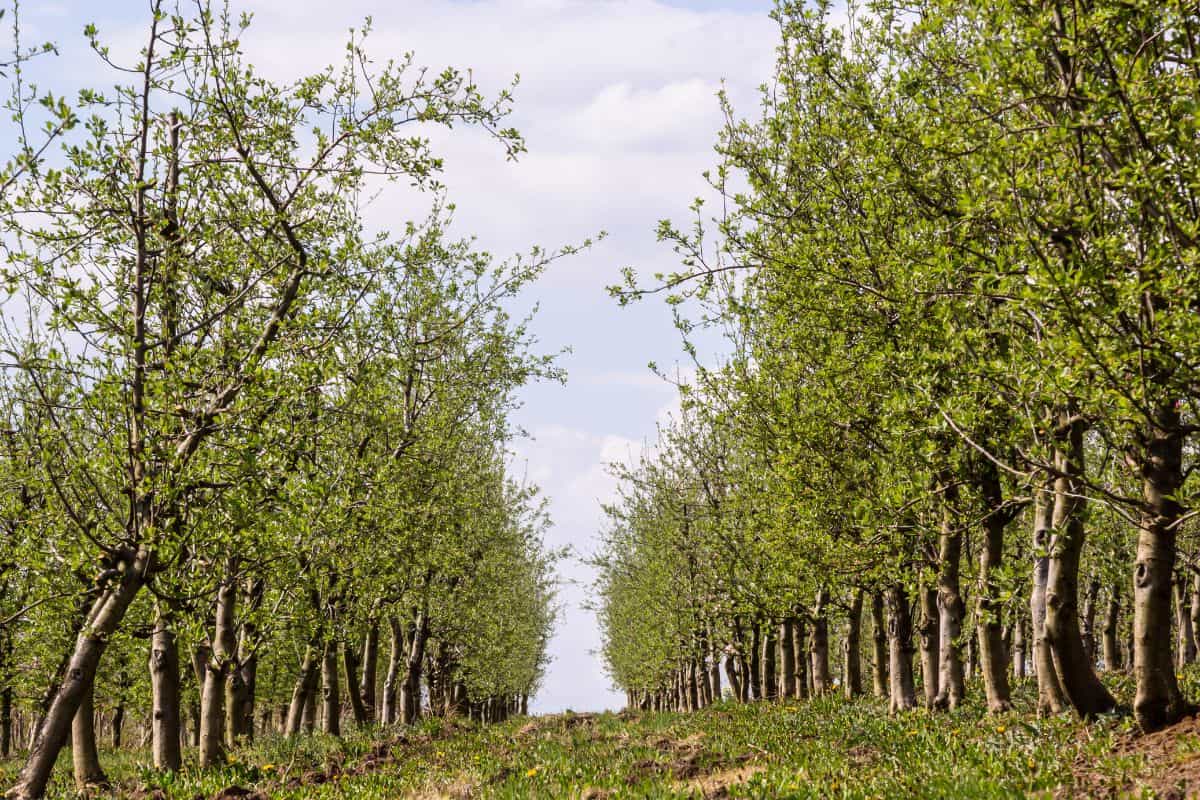 Fruit trees planted in a row on the farm. Early spring agricultural work. Apple orchard. Furrows on the ground. Fields for different crops. Agriculture. — Photo