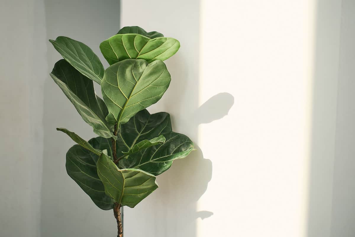 Green leaves of Fiddle Fig or Ficus Lyrata. Fiddle-leaf fig tree the popular ornamental tropical houseplant on white wall background,, Air purifying plants for home, Houseplants With Health Benefits