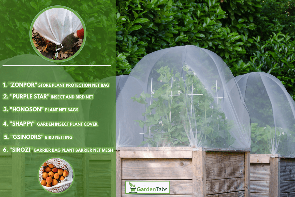 Group of raised beds in a garden. Covers protect plants against pest. Sugar snap pees and strawberries grow in the beds - What Is The Best Netting For Tomato Plants