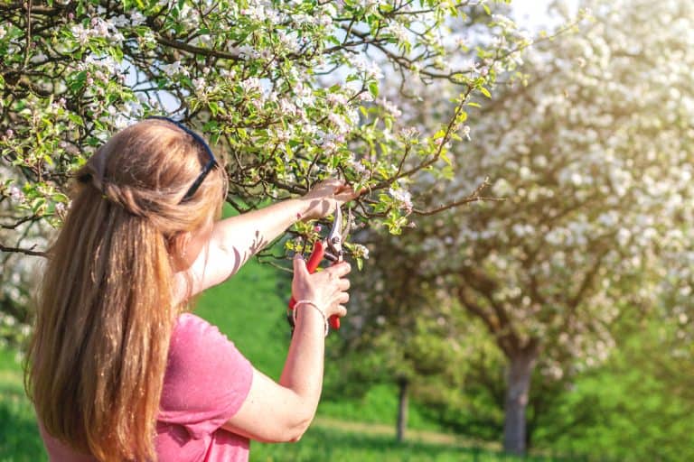 Gardener cutting branch of blooming fruit tree during spring, When And How To Prune Fruit Trees?