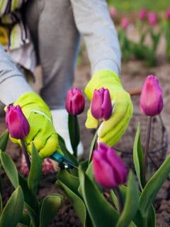 Gardener cutting purple tulips, When To Cut Back Tulips [And How To Do That]