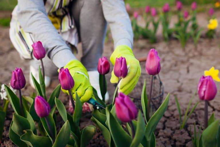 Gardener cutting purple tulips, When To Cut Back Tulips [And How To Do That]