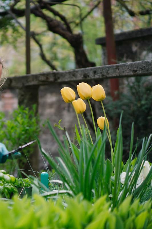 Gardener cutting tulips