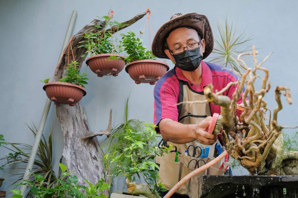 Gardener wearing hat and face mask is using brush to clean bougainville tree for making a bonsai transplant.