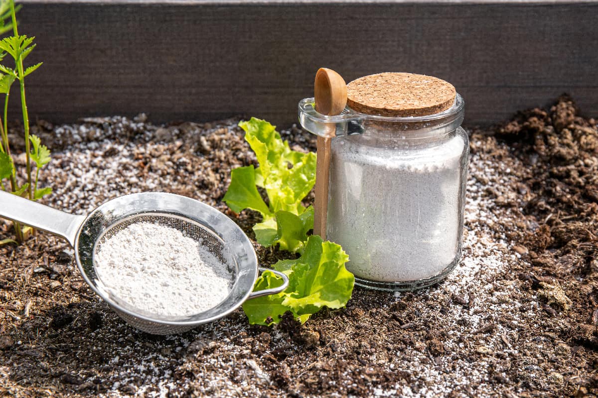 Gardener white sprinkle Diatomaceous earth( Kieselgur) powder