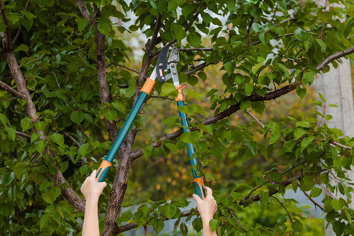 Gardener's hands are cut off with special pruning shears