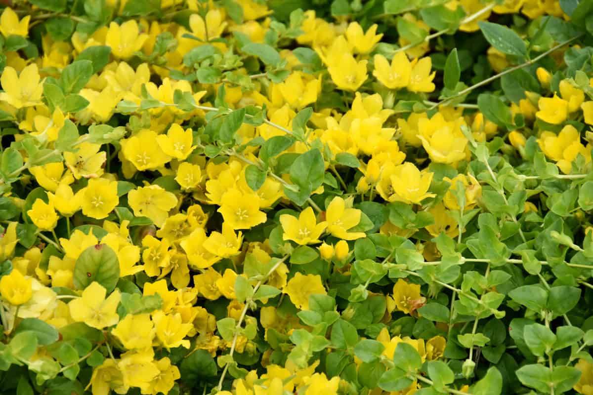Golden creeping jenny blooming at the garden