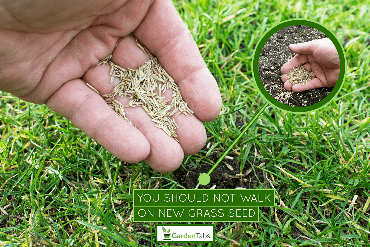 can you walk on new grass seed? - gardentabs