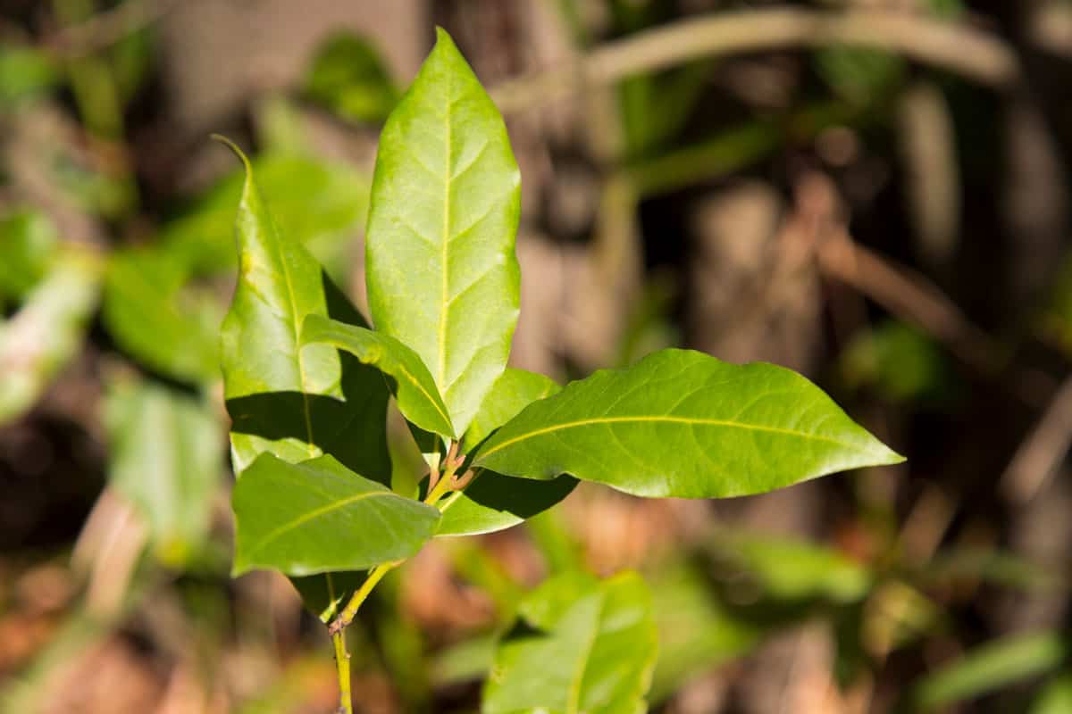 Green bay leaf growing in nature, spice ingridient background young leaves of the Laurel tree