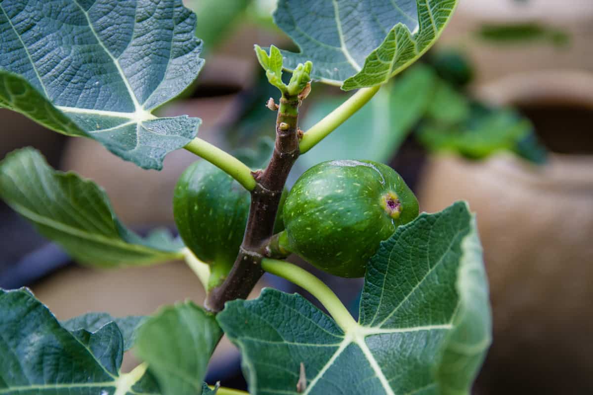 Green figs on a bush — Photo