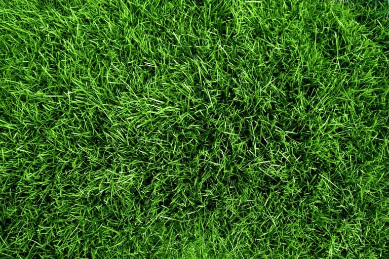 Green grass - 5 Best Fertilizers To Get Dark Green Grass Growing