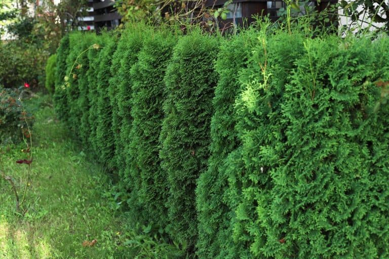 Green hedge of thuja trees. Green hedge of the tui tree. Cut thuja, nature, background. - What To Plant Under And Around Arborvitae