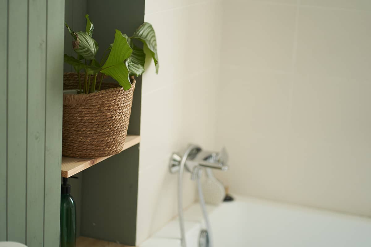 Green hosta flower on the shelf near the bath